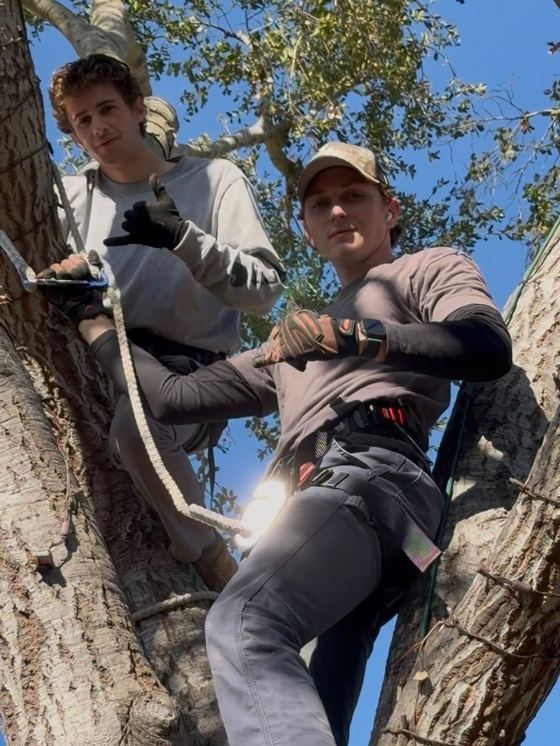 Thomas G and Ryan G in climbing harnesses up in a tree