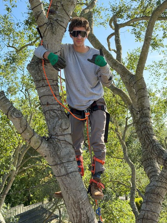 Thomas G in a harness and climbing spikes, wrapping light strands around a tree trunk and branches