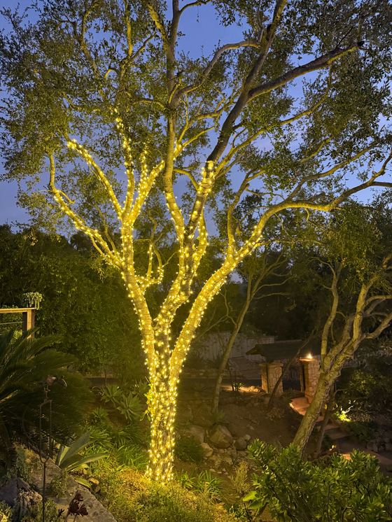 A tall tree with its trunk and branches wrapped in warm-white lights at dusk